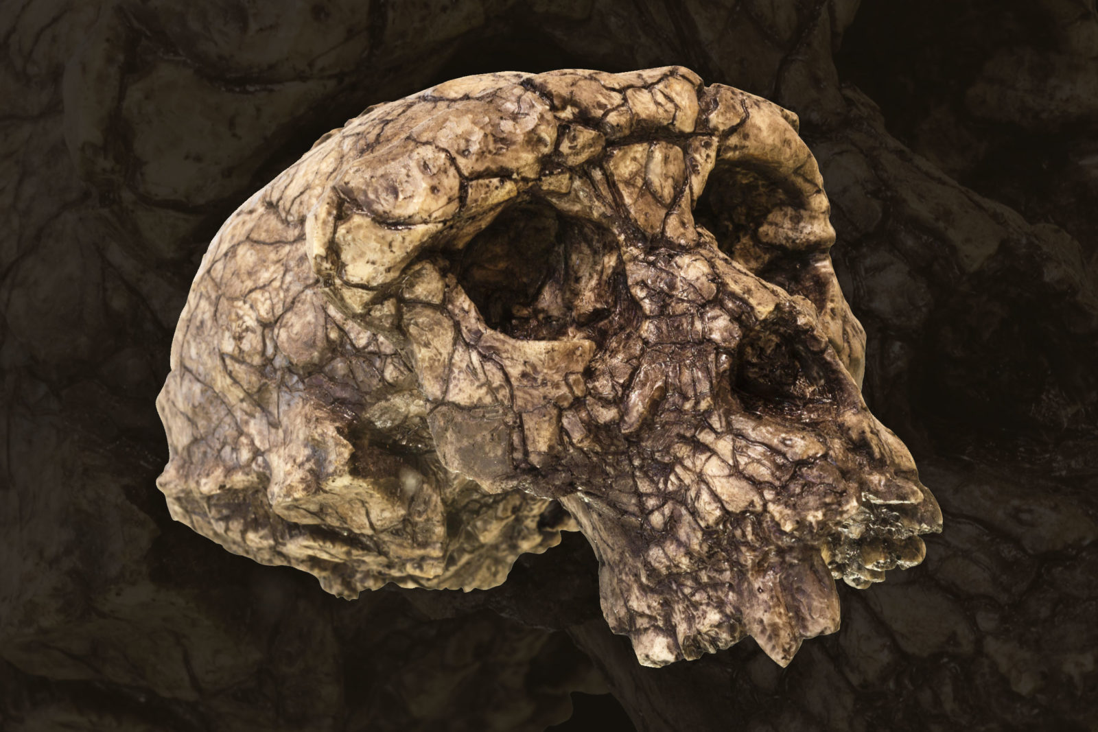 Sahelanthropus tchadensis Skull ( Toumai ) . Discovered in 2001 in Djurab desert in Northern Chad , Central africa . Dated to 7-6 million years ago