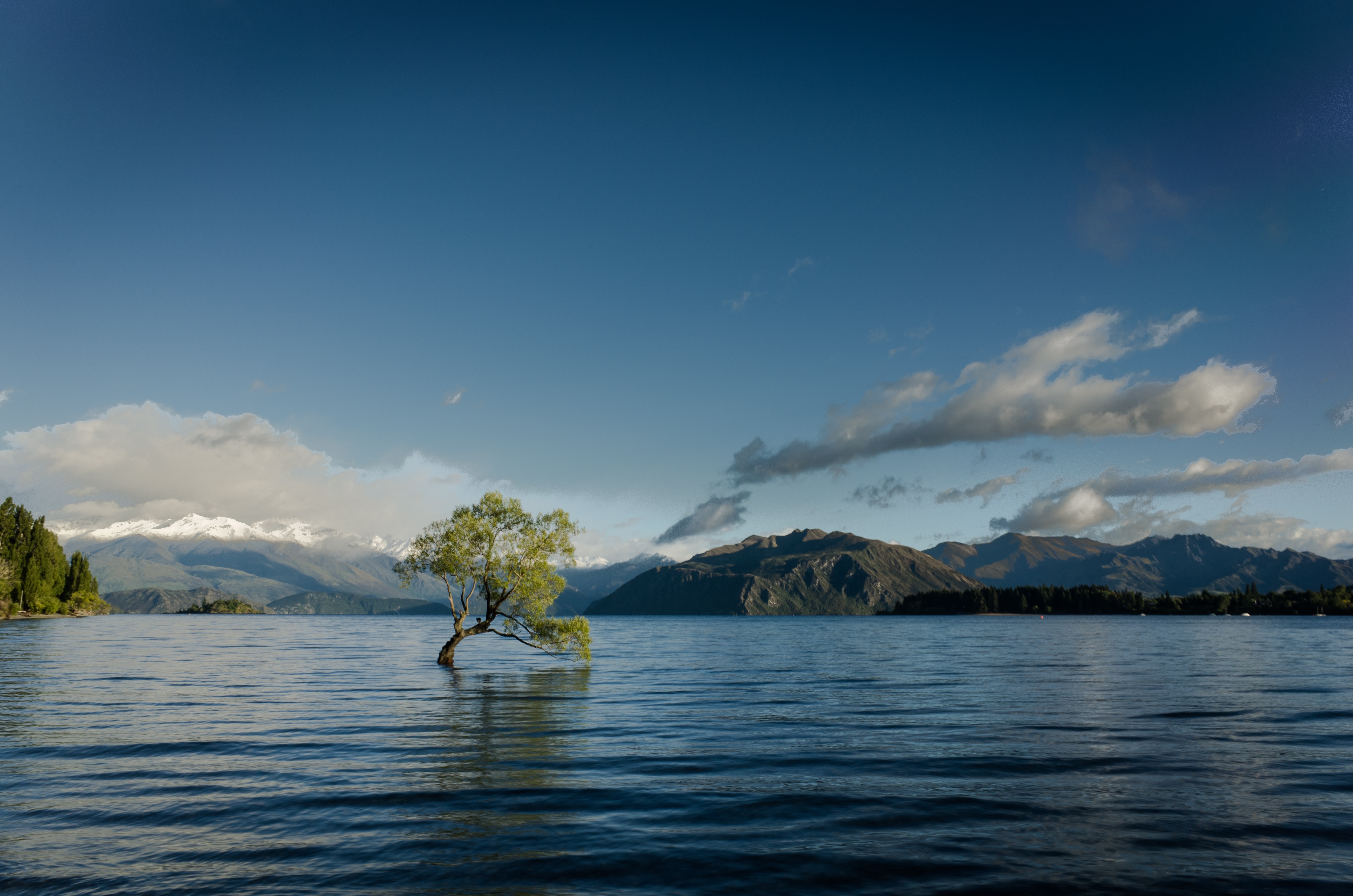 Picture of a tree partially submerged in water
