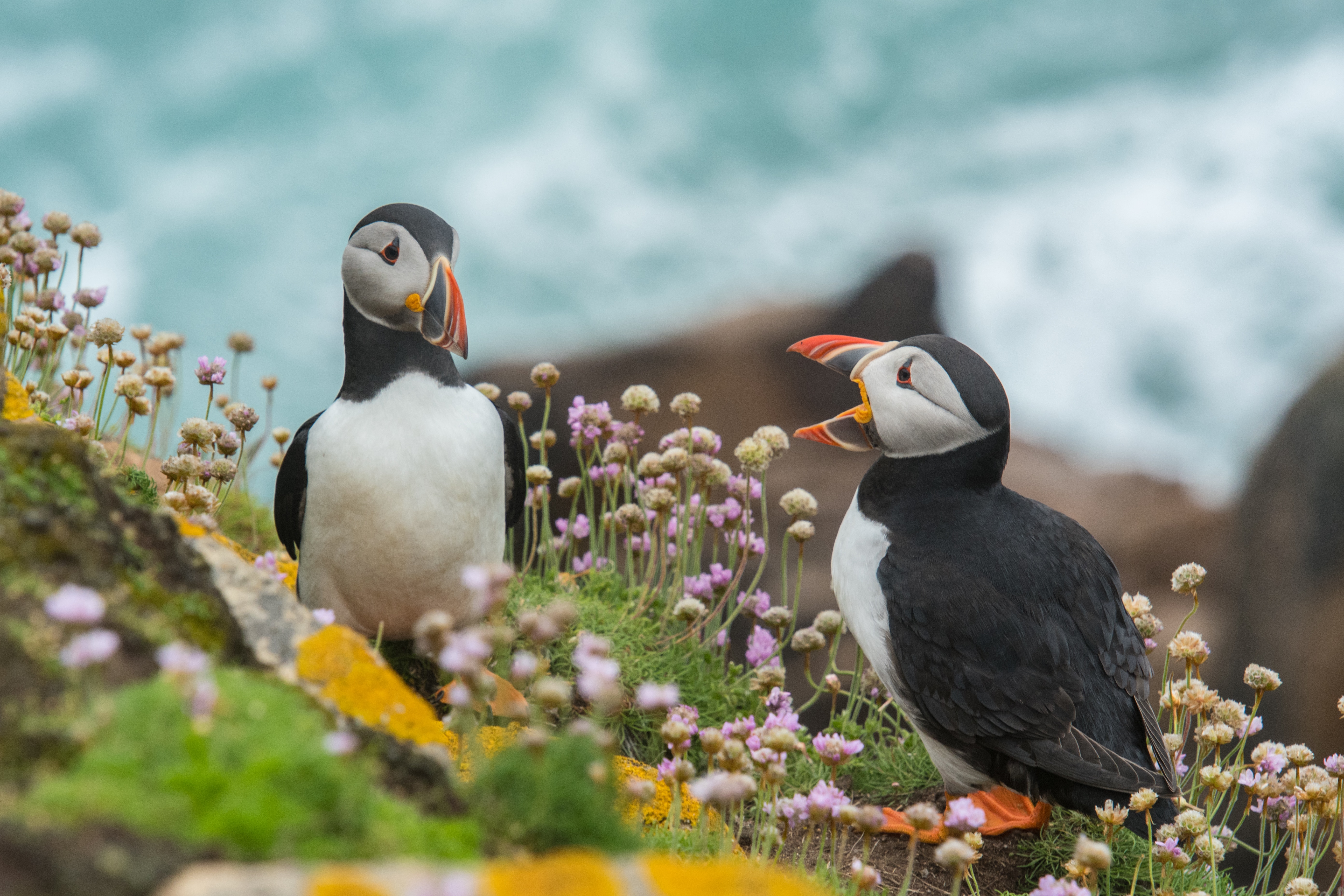 Puffin Talk on Saltee Island Great, one of my favourite spots on earth. See this picture also on Unsplash or in my categorie Birds.The Saltee Islands are a pair of small islands lying 5 kilometres off the southern coast of County Wexford in Ireland. The two islands are Great Saltee (89 hectares) and Little Saltee (37 hectares). Both have been privately owned by the Neale family since 1943.