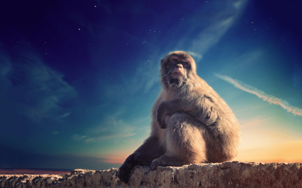 A monkey at the Rock of Gibraltar