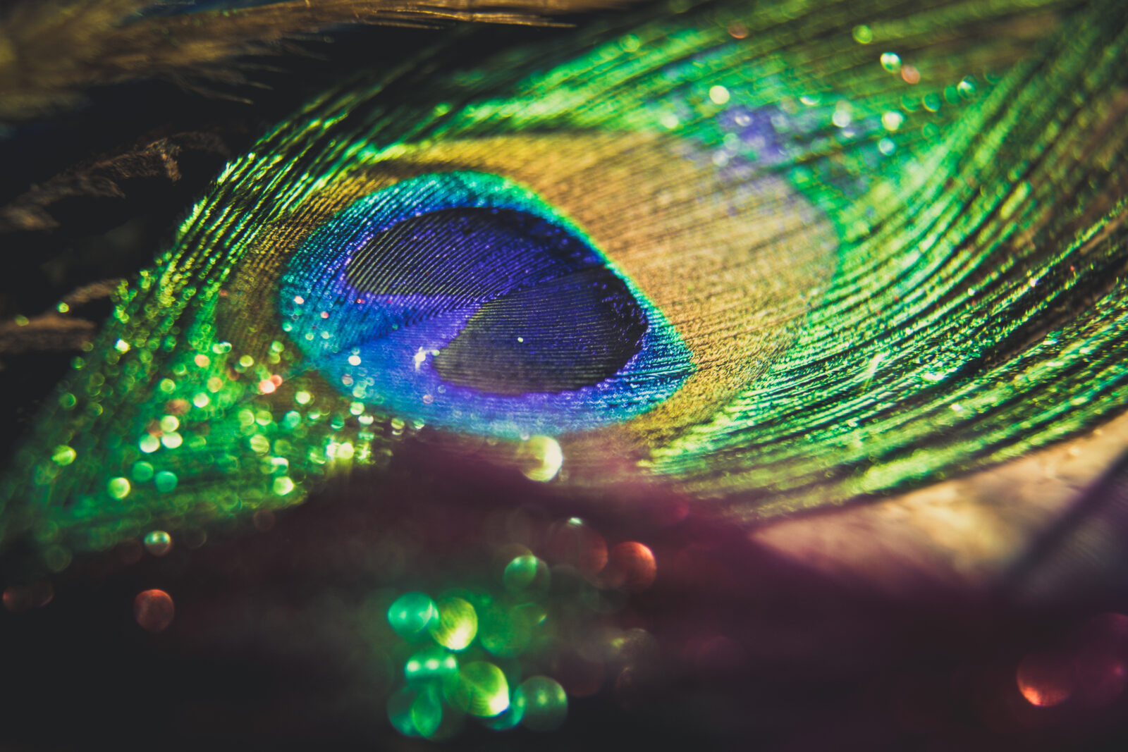 Colorful feather peacock with lights bokeh. Concept of peace.