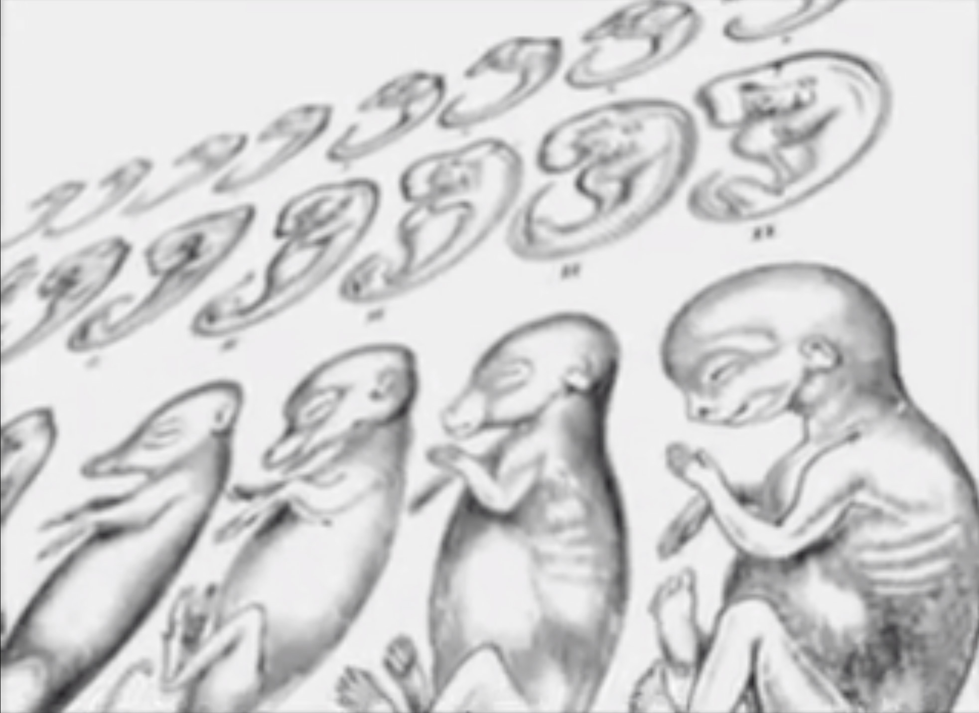 Haeckel’s Bogus Embryo Drawings Discovery Institute
