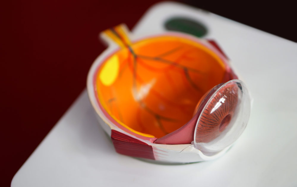 Cross section of human eye model