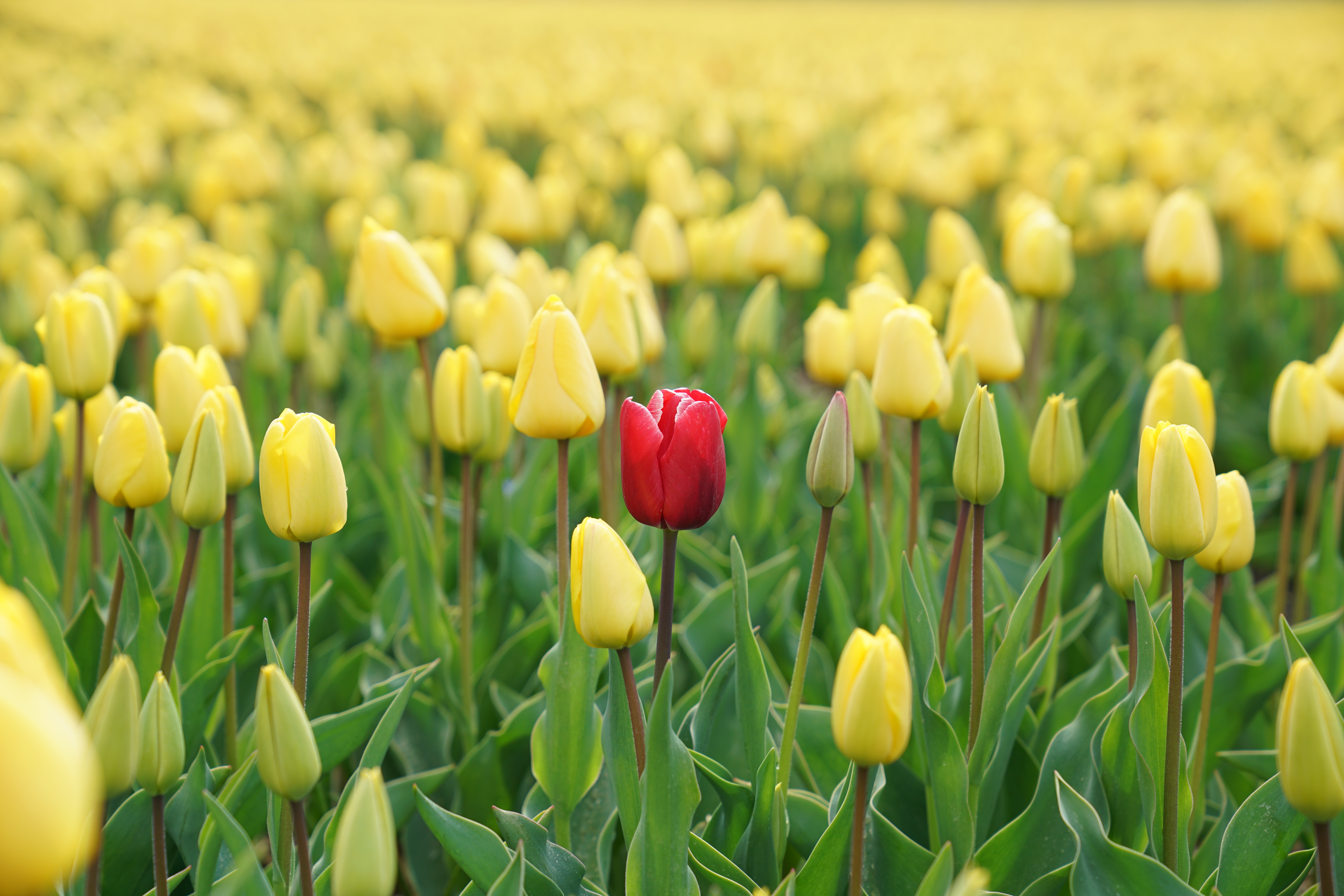Single red tulip in a field of yellow tulips