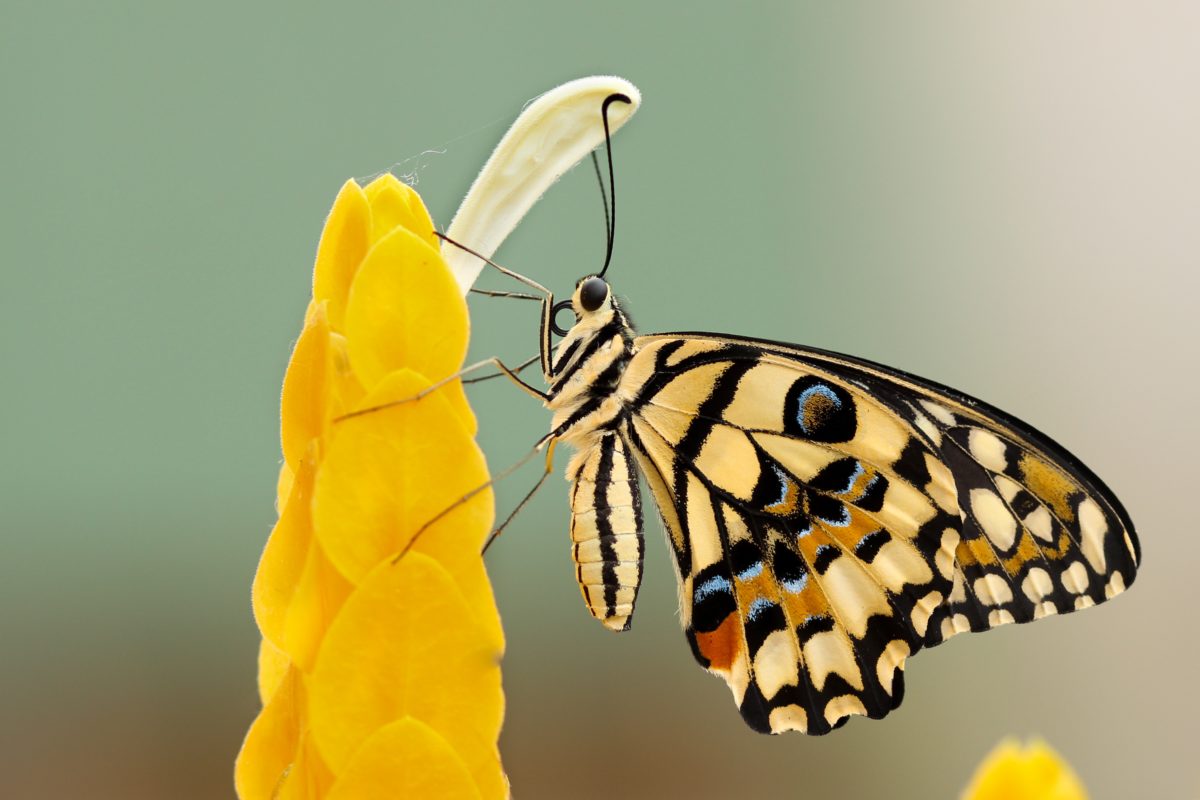 Beautiful butterfly in Hunei, Taiwan