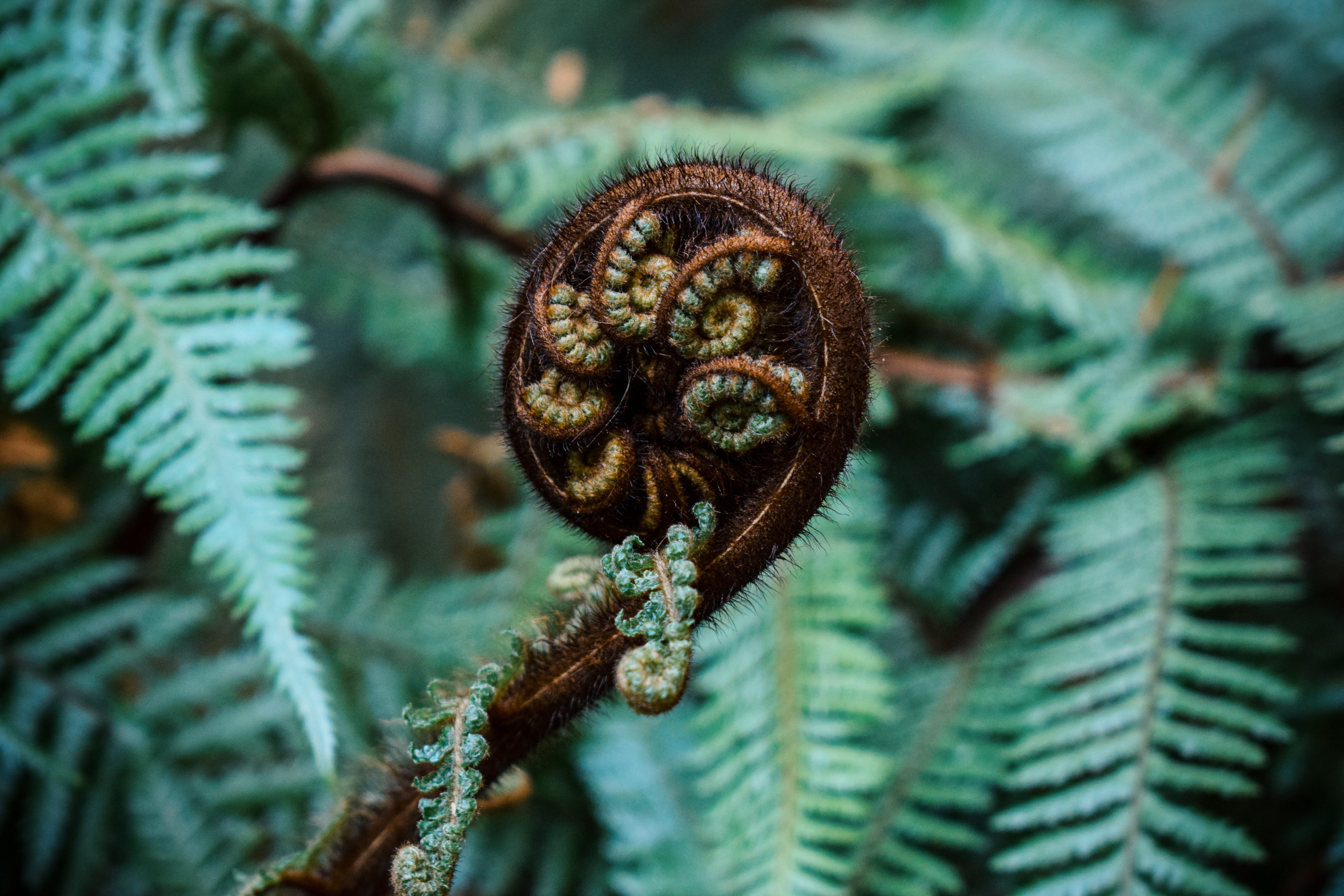 Fern unfurling