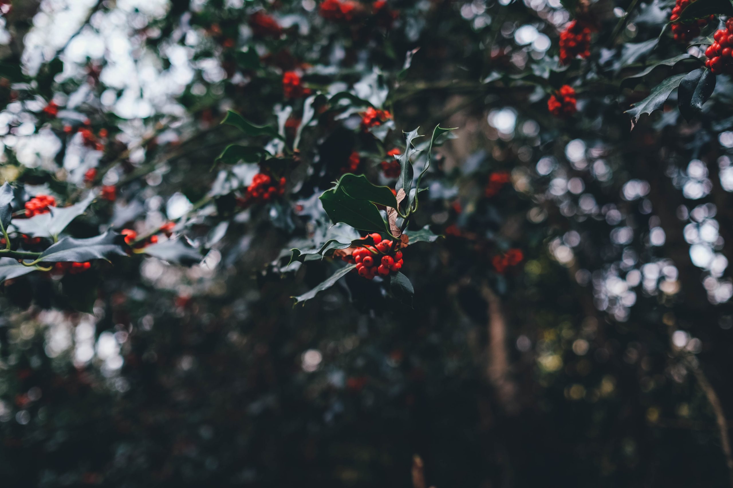 Holly on a tree