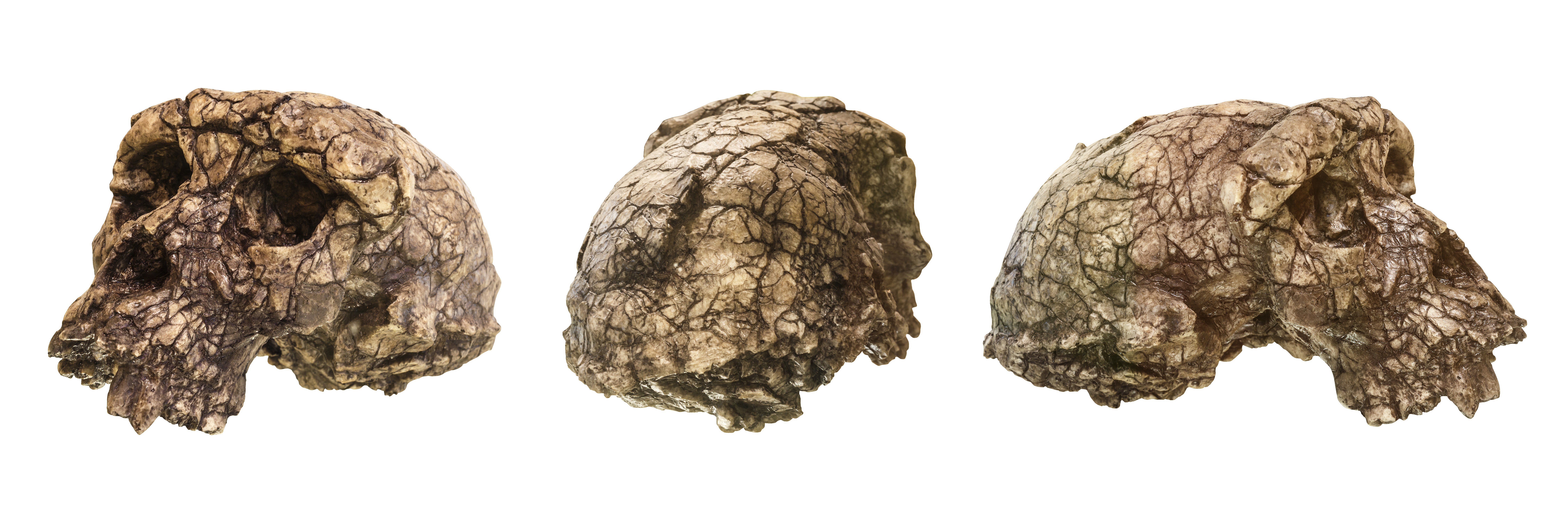Set of Sahelanthropus tchadensis Skull ( Toumai ) . Discovered in 2001 in Djurab desert in Northern Chad , Central africa . Dated to 7-6 million years ago . Front and back and side view