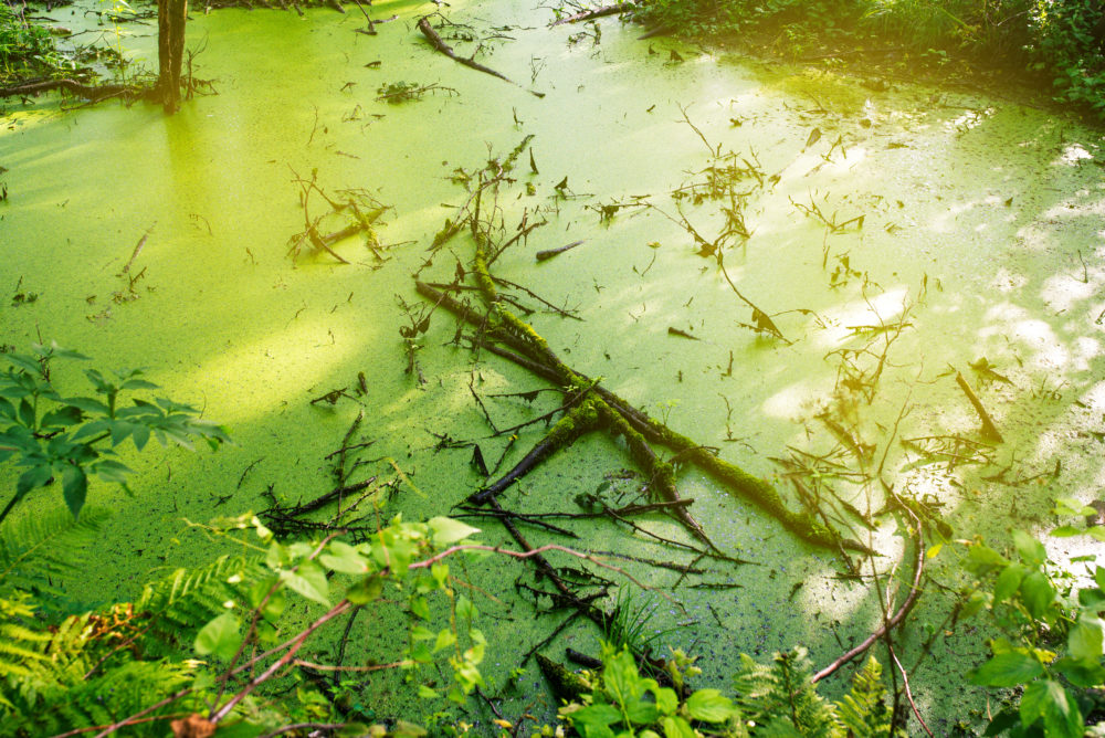 Swamp green duckweed. Magical summer swamp deep in the forest.
