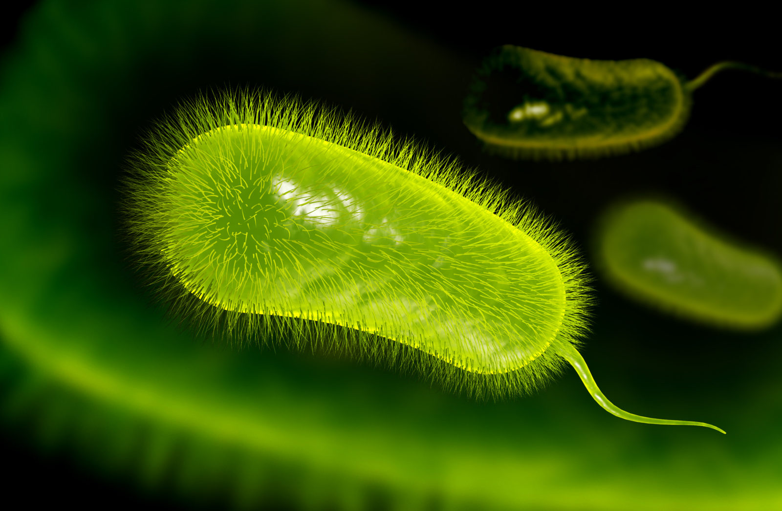 3d illustration of helicobacter pylori bacterium