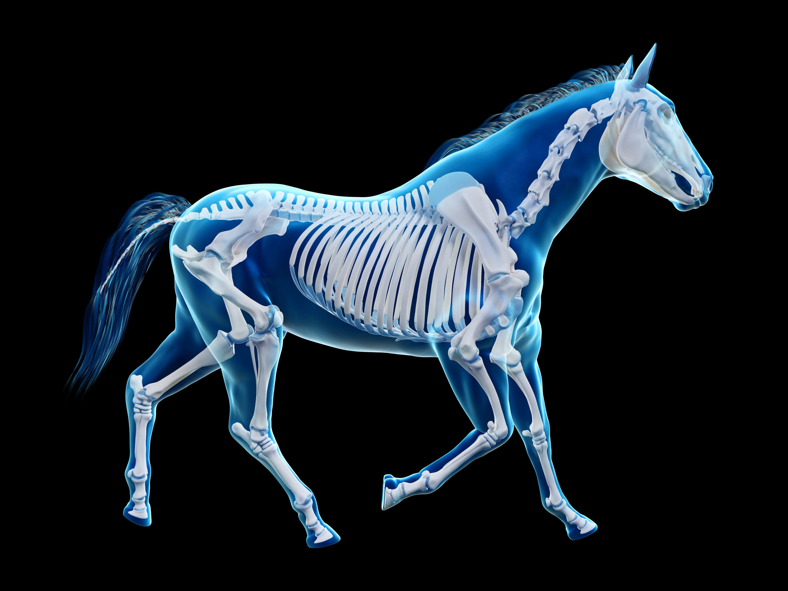 3d rendered medically accurate illustration of the equine anatomy - the skeleton