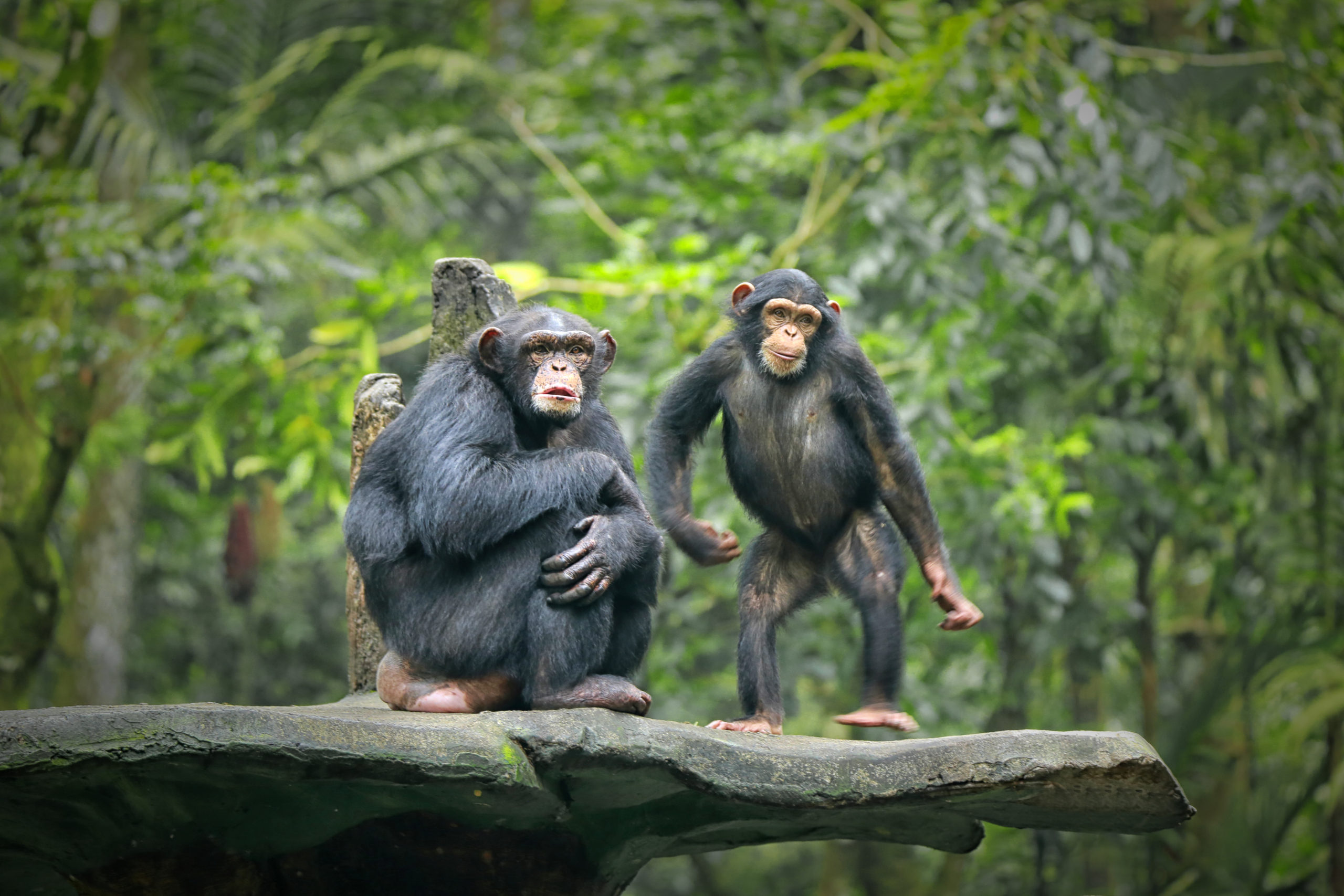 Chimpanzee consists of two extant species: common chimpanzee and bonobo. Bonobos and common chimpanzees are the only species of great apes that are currently restricted in their range to Africa