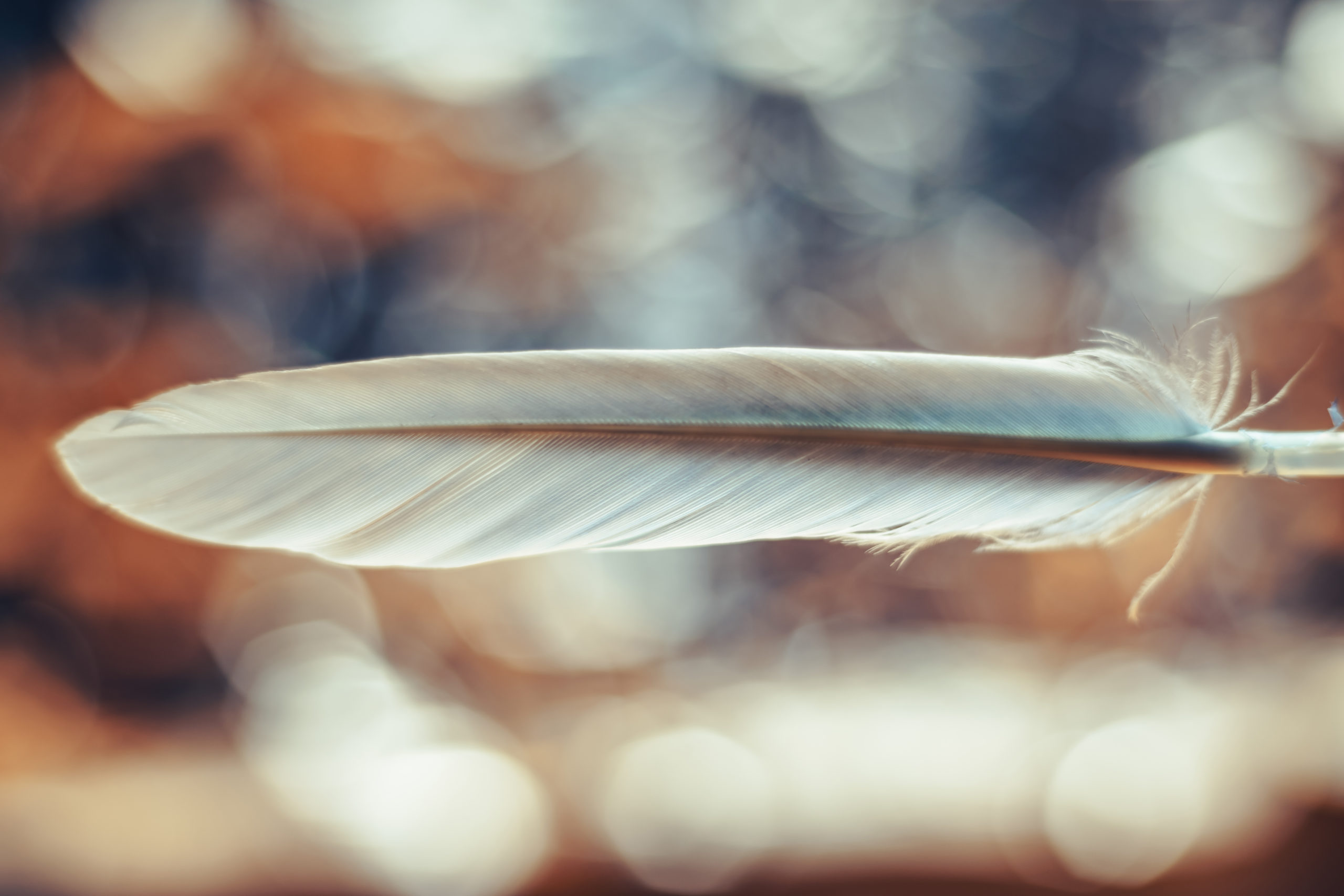 Close up Beautiful one blue Bird feather on a bokeh.  Pattern background for design texture.