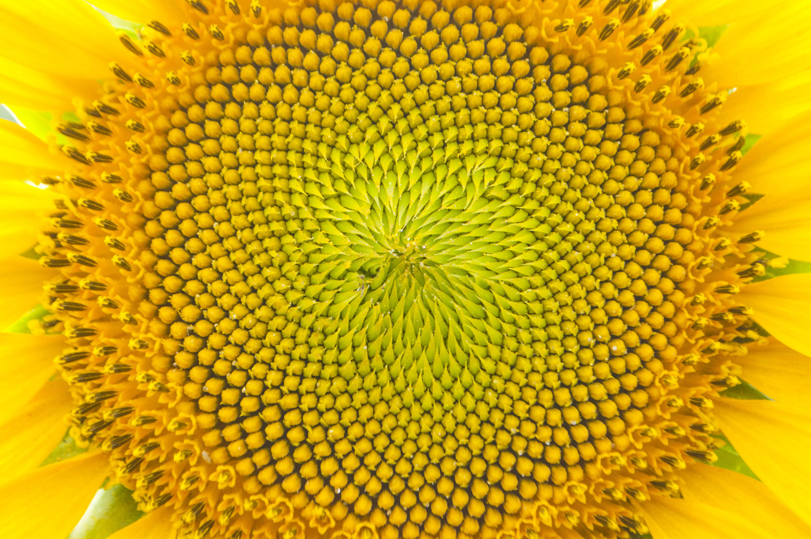 Close up of sunflower. Detailed sunflower with its seeds anf fibonacci sequence.