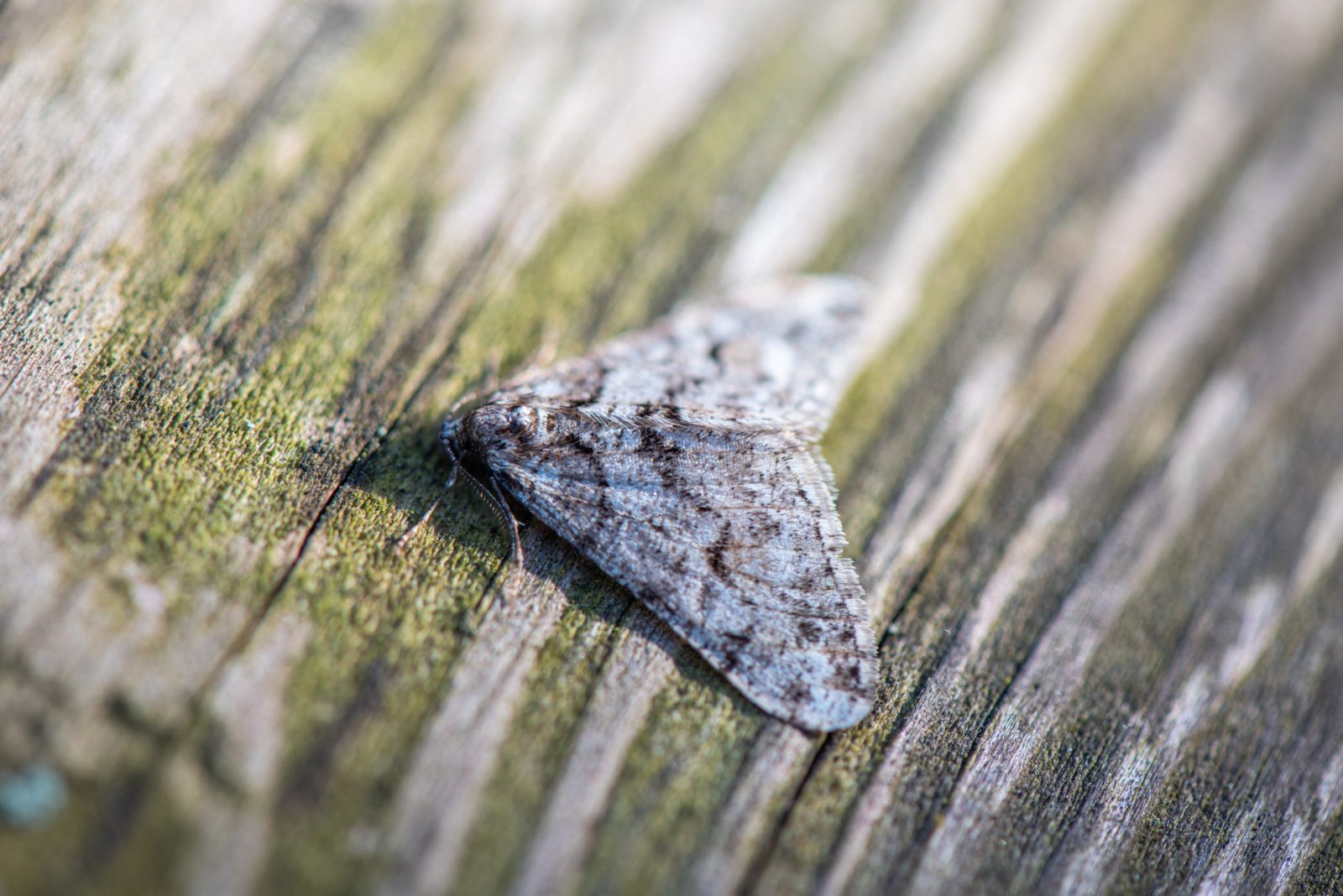 moth sitting on a piece of wood