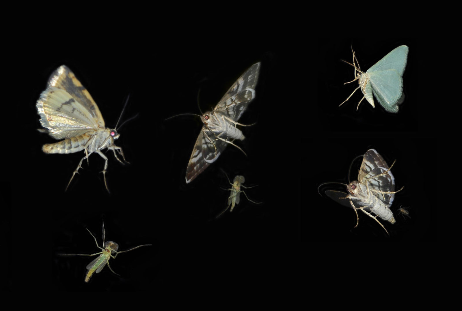 Moths on window at night