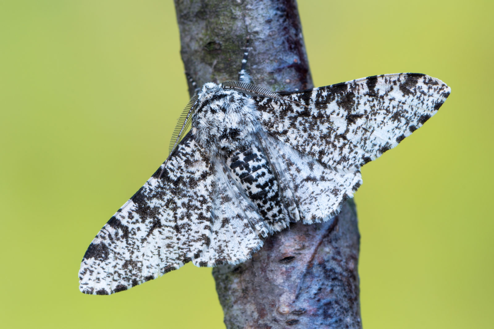 Peppered moth - Biston betularia