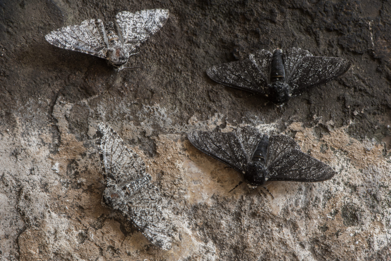Peppered moth (Biston betularia) melanic and light form. Moths in the family Geometridae showing relative camouflage of f. cabonaria, the result of industrial melanism