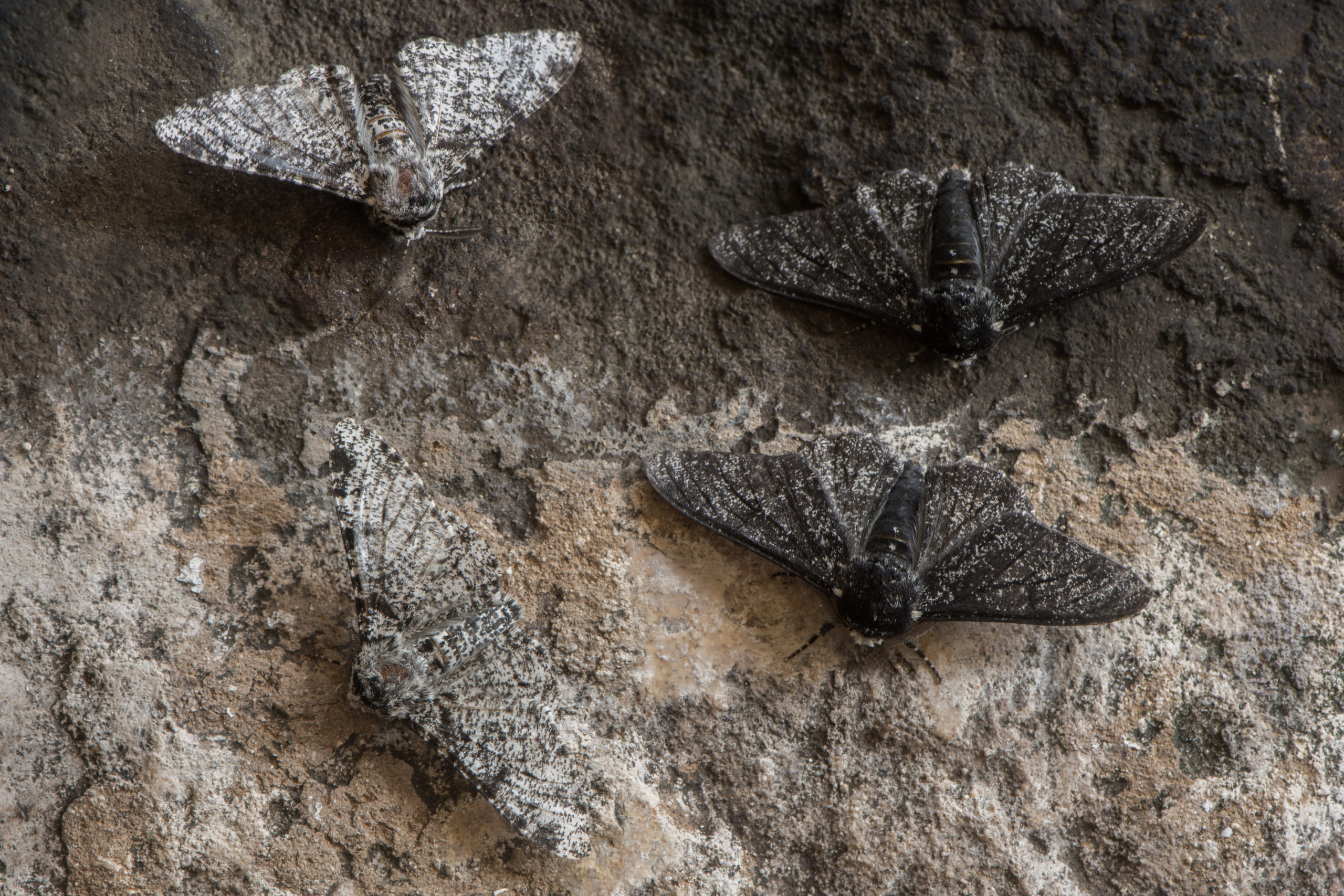 Peppered moth (Biston betularia) melanic and light form. Moths in the family Geometridae showing relative camouflage of f. cabonaria, the result of industrial melanism