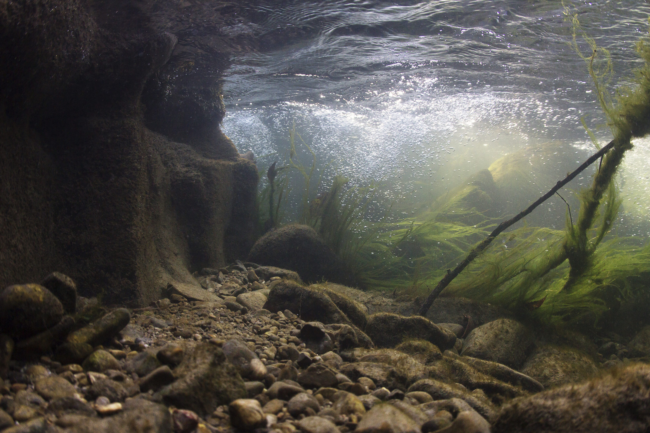 Rocks underwater on riverbed with clear freshwater. River habitat. Underwater landscape. Mountain river. Litle stream with gravel. Underwater scenery, algae, mountain river cleanliness.