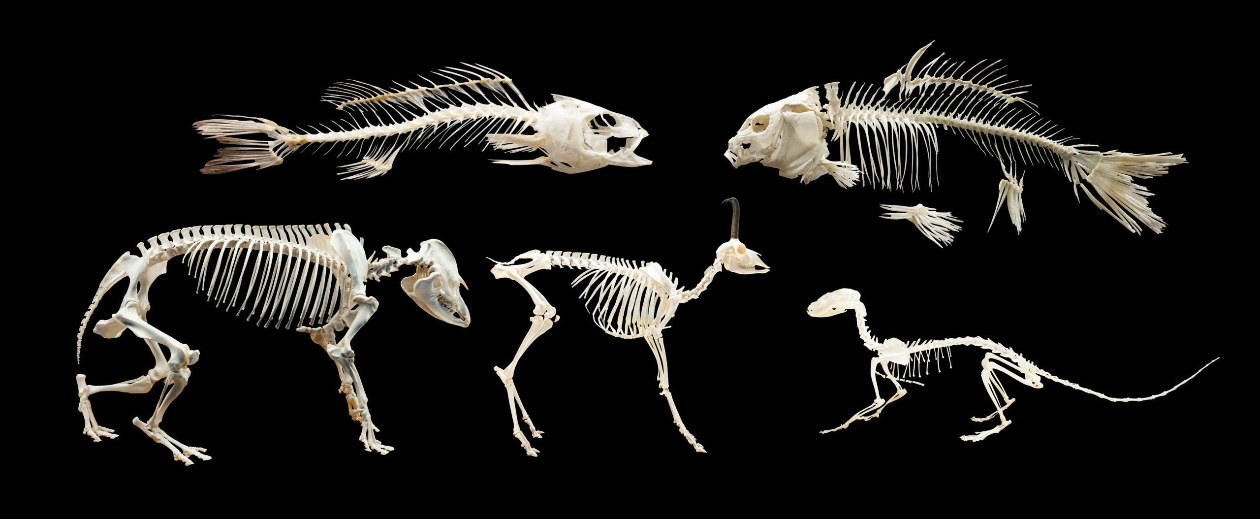 Set of skeletons of animals and fish. Isolated over black