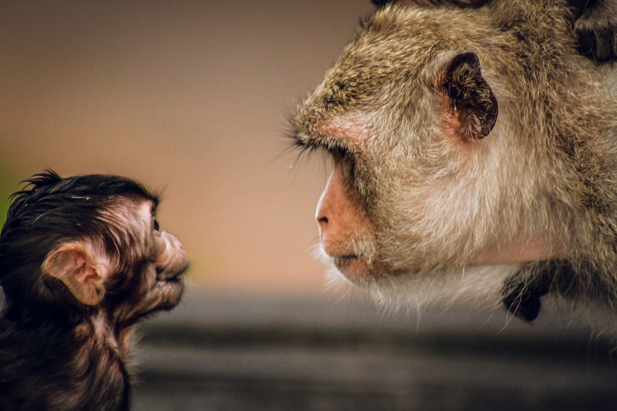 Monkeys gazing at each other