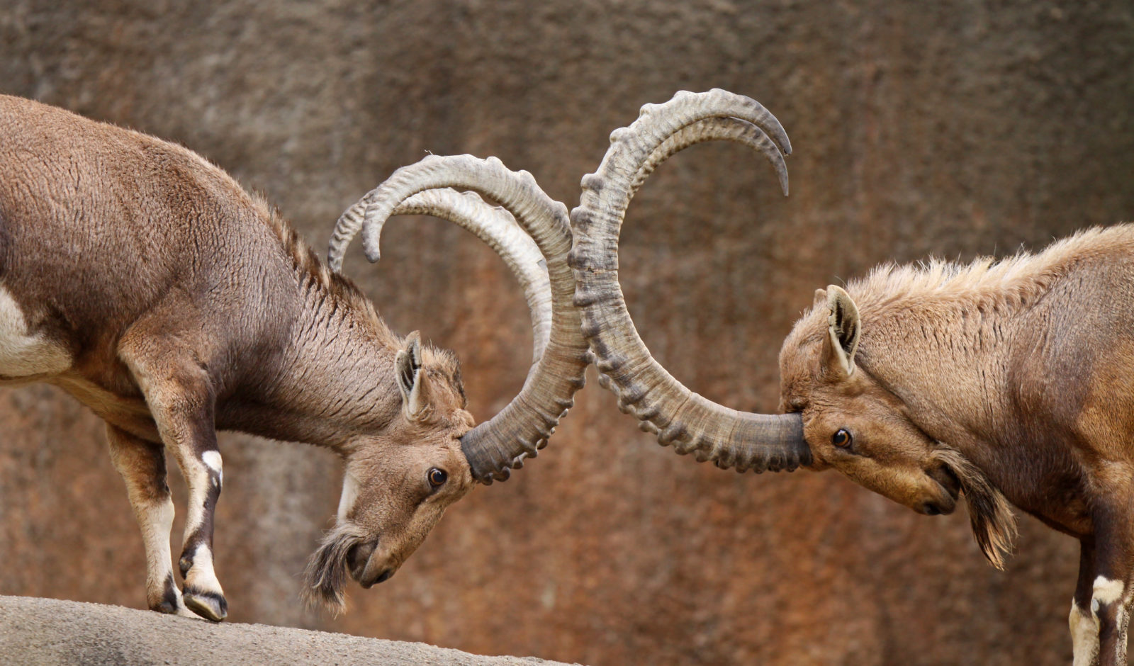 Wild Goats Play-Fighting