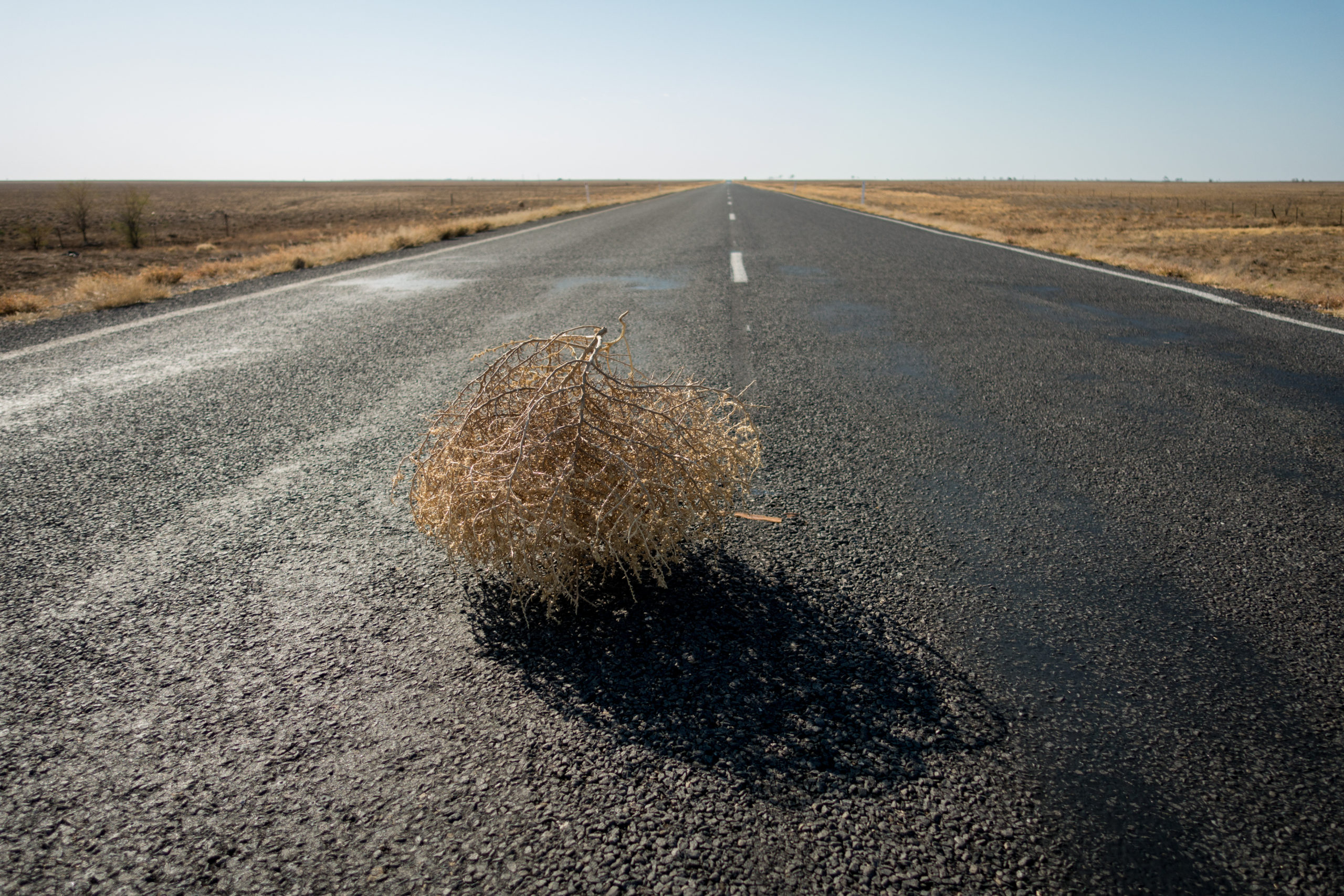 Tumbleweed On Road In Desert