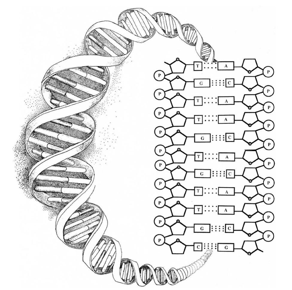 Evidence for Design in Physics and Biology | Stephen C. Meyer