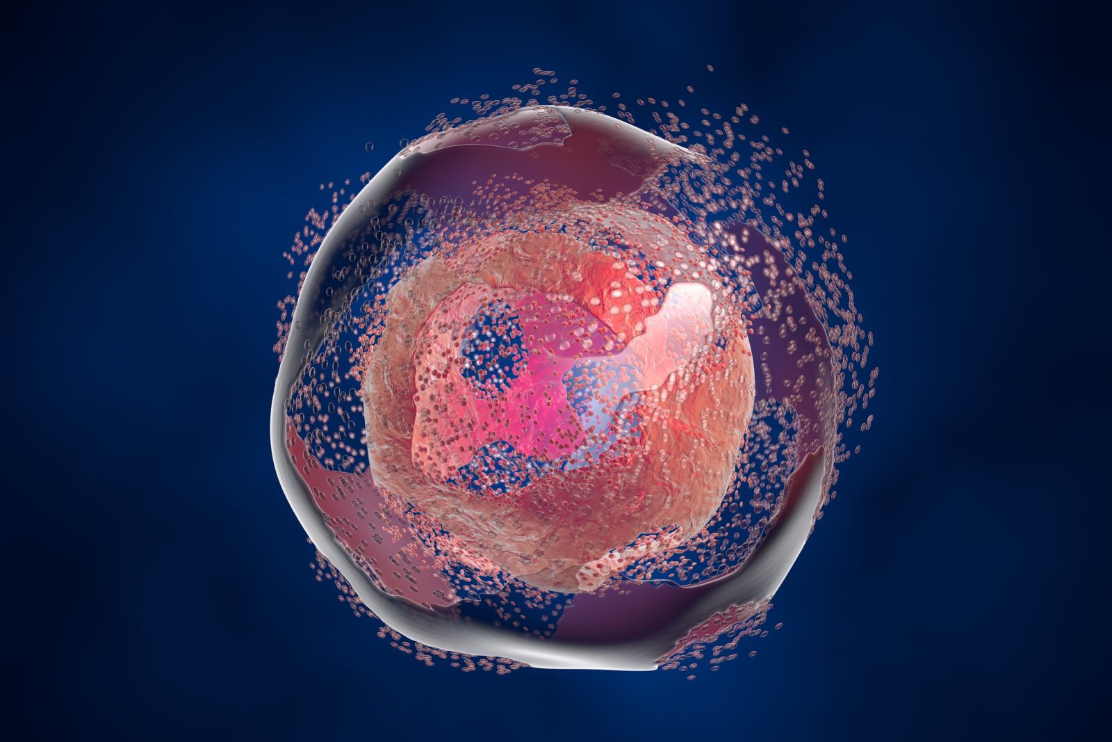 Cell lysis. Destruction of a cell. Can be used to illustrate effect of drugs, medicines, microbes, nanoparticles, apoptosis