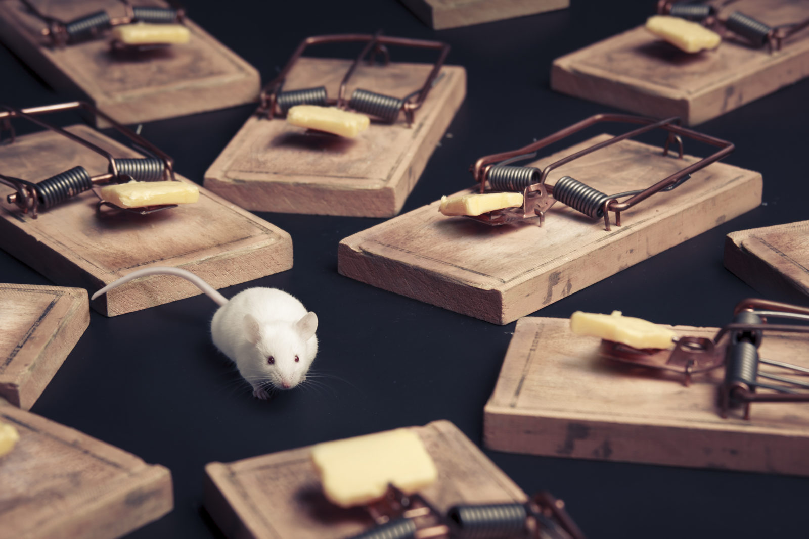 multiple mouse traps with cheese on a dark background