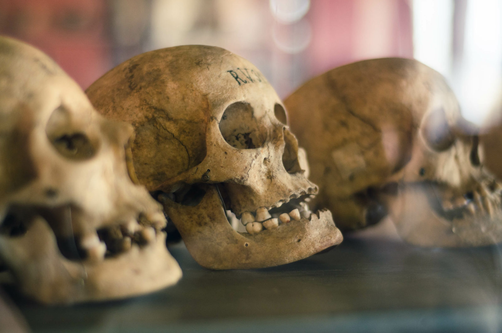 Skulls of dead people