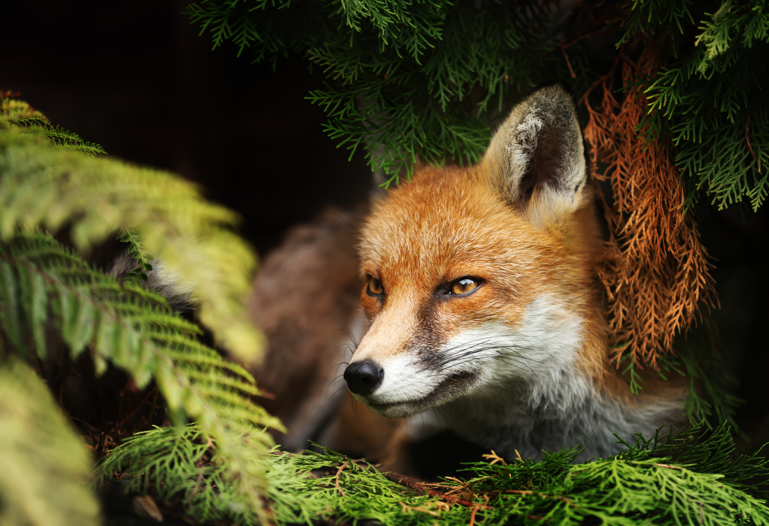 Close up of a Red fox lying under a tree