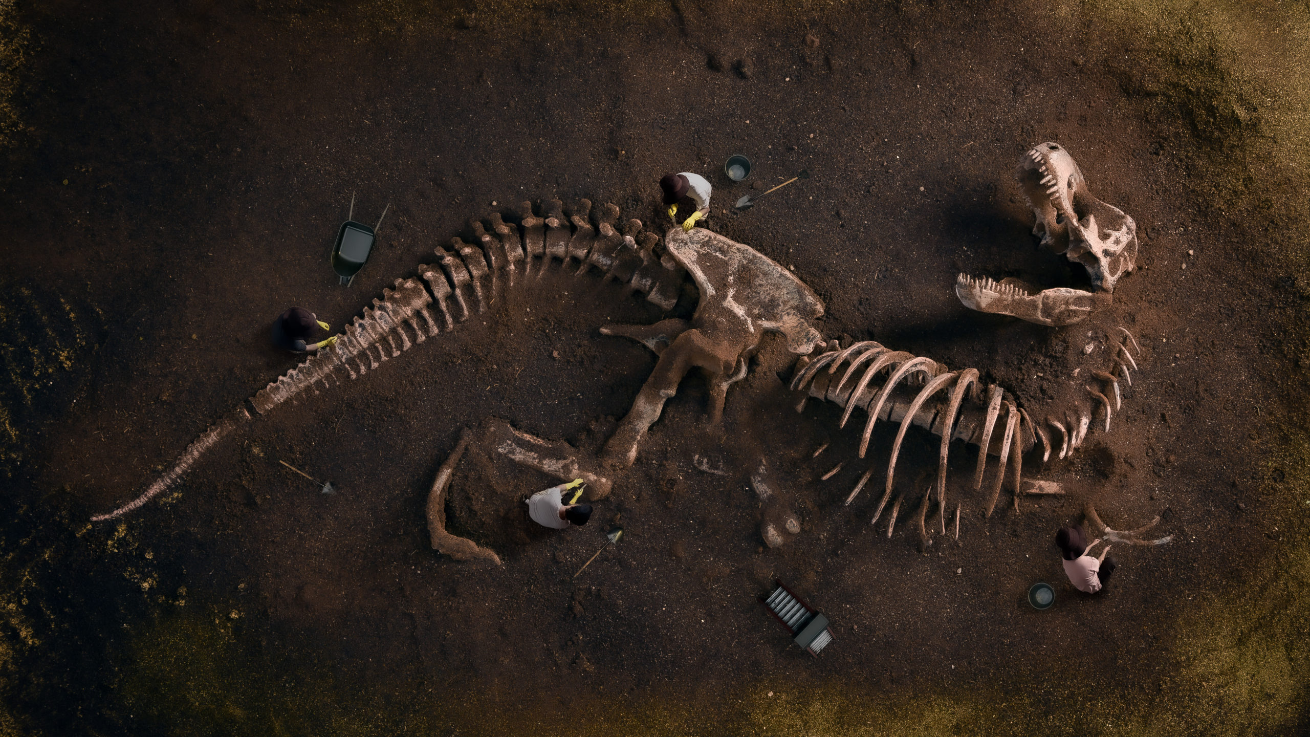 Dinosaur Fossil (Tyrannosaurus Rex) Found by Archaeologists. 