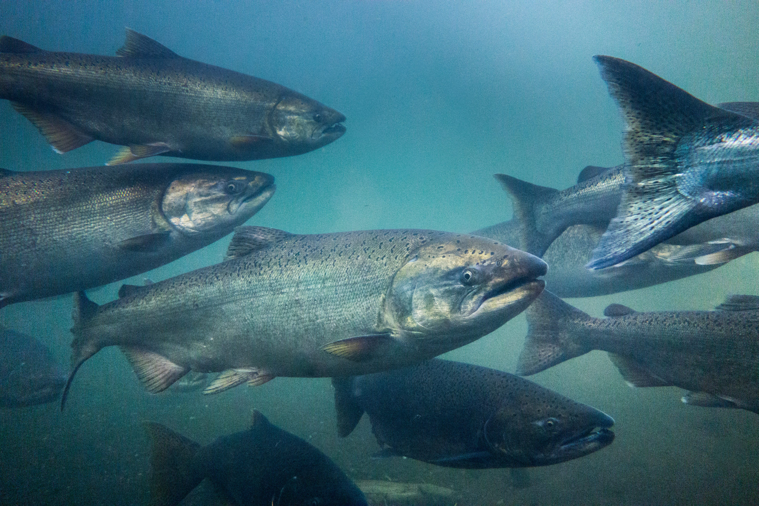 Chinook Salmon Underwater