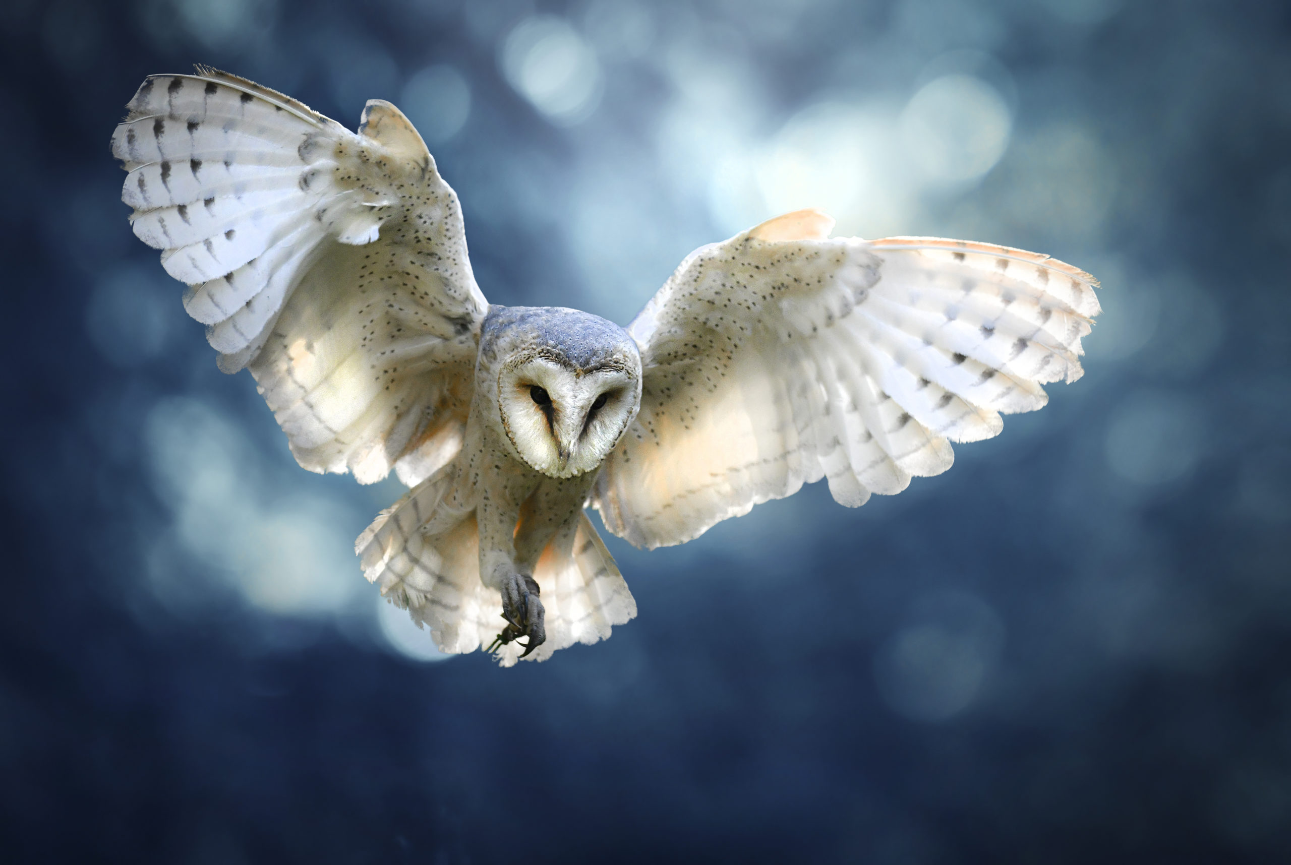 Hunting Barn Owl in flight. Wildlife scene from wild forest. Flying bird tito alba