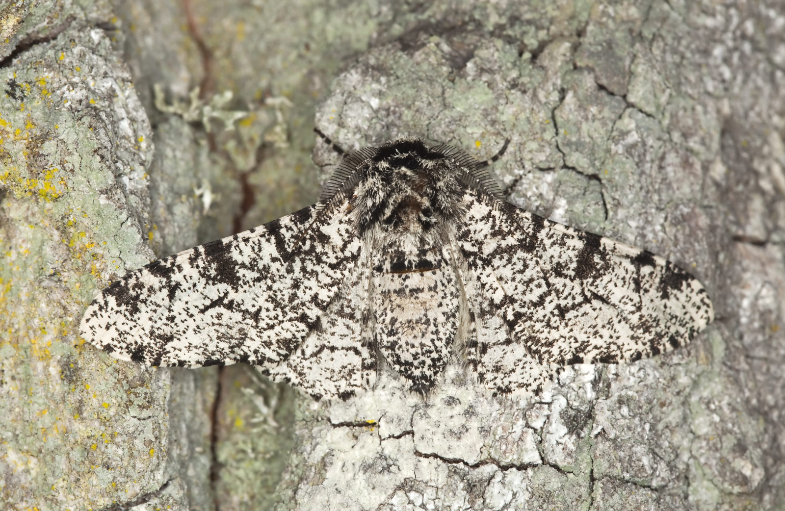 Peppered moth (Biston betularia)