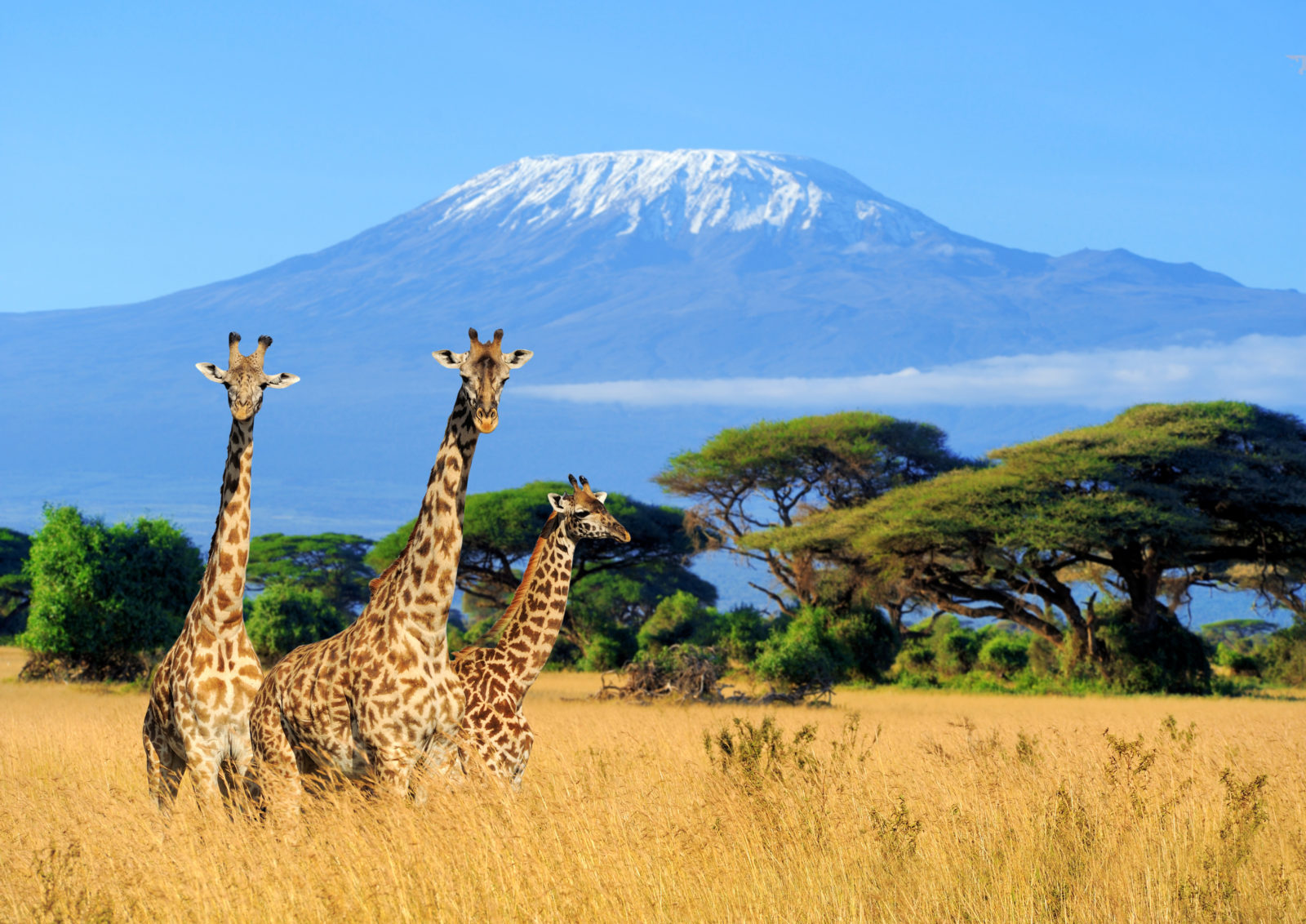 Three giraffe in National park of Kenya