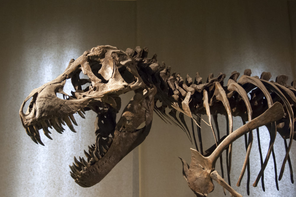 Tyrannosaurus Rex skeleton