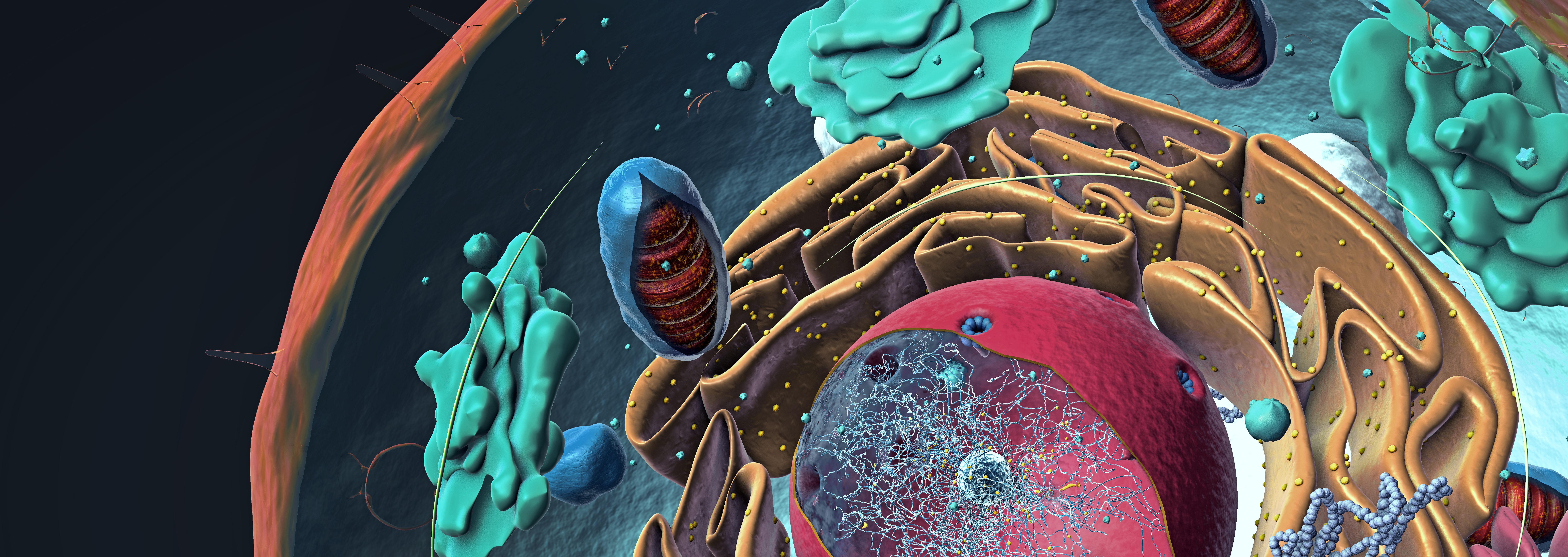 Components of Eukaryotic cell, nucleus and organelles and plasma membrane - 3d illustration