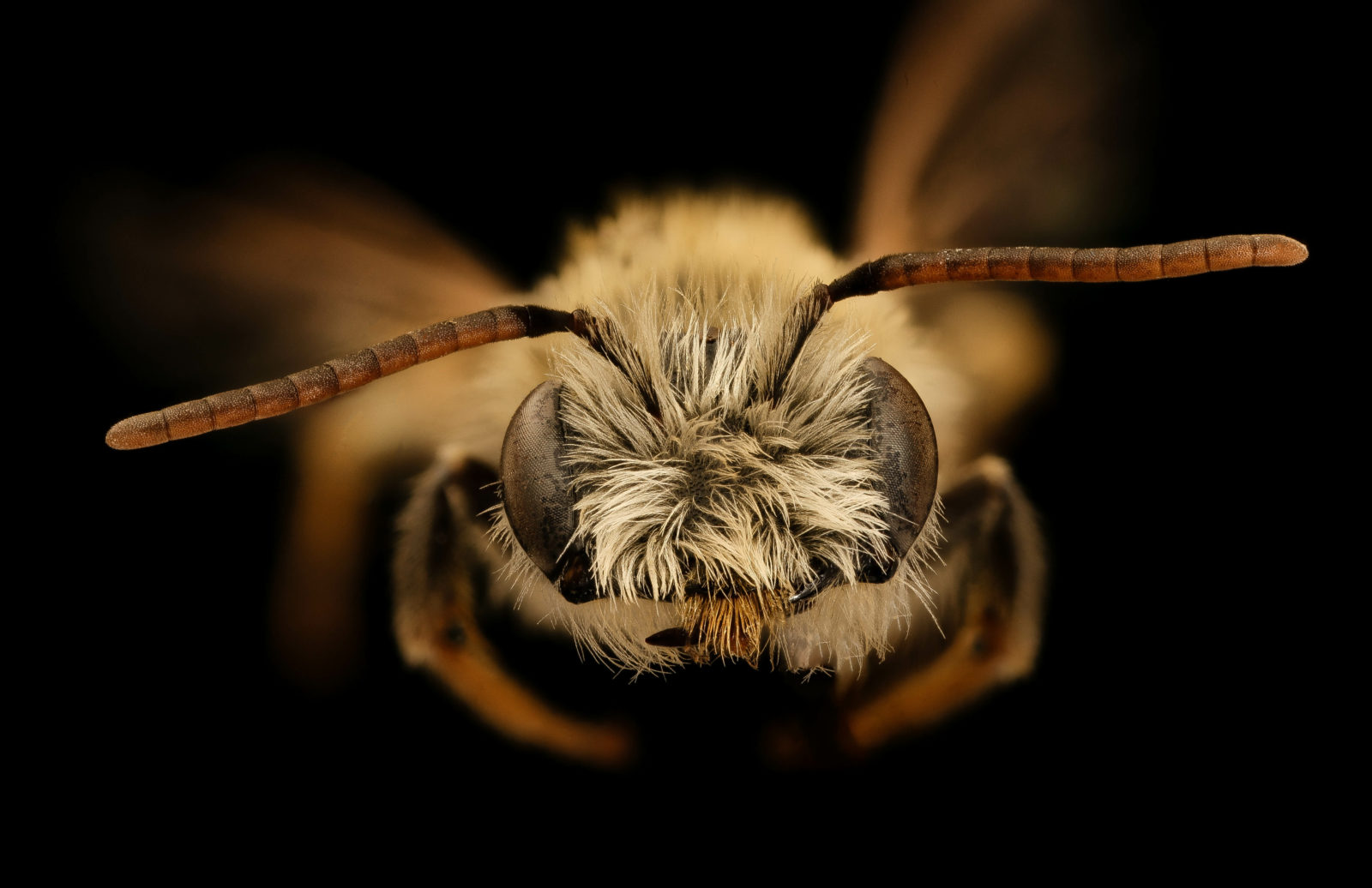 bee Macro , Closeup of face fluffy head of bee, Flying insect