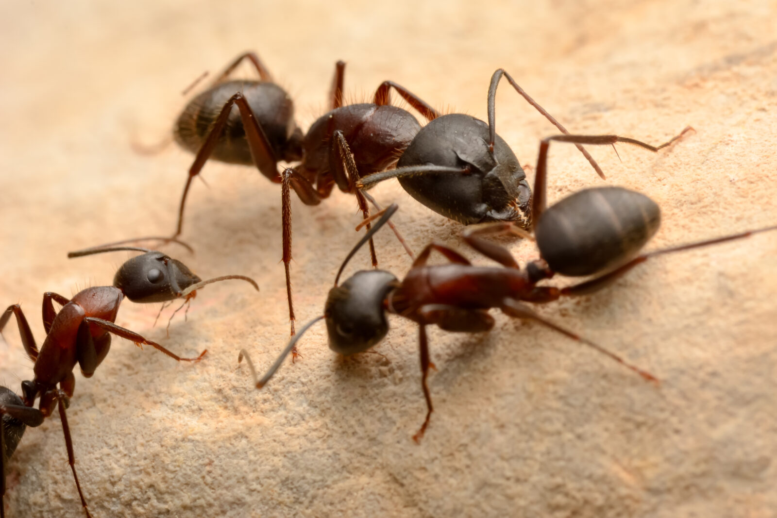 Strong jaws of red ant close-up