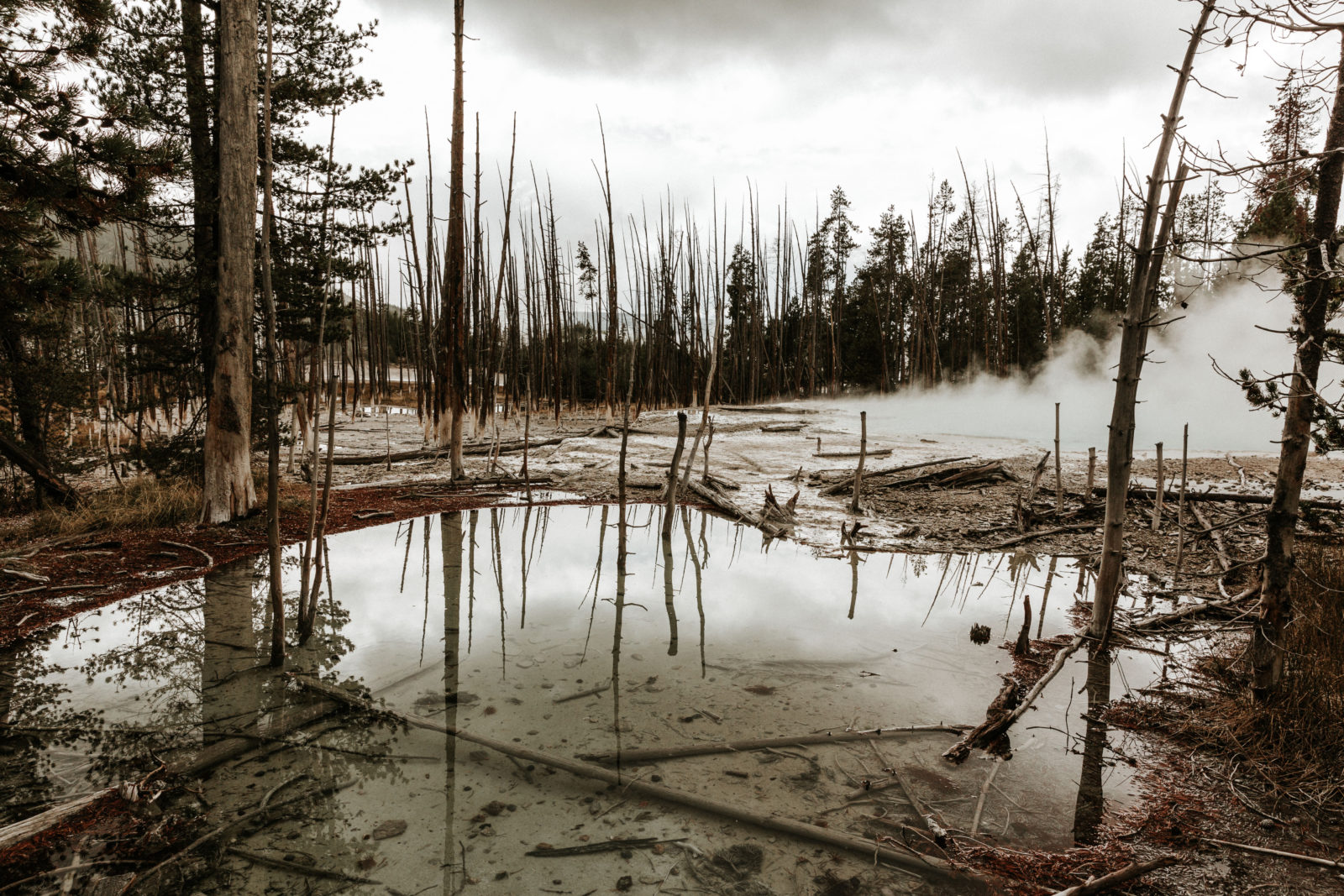 Ominous and spooky trees found in Norris Geyser Basin