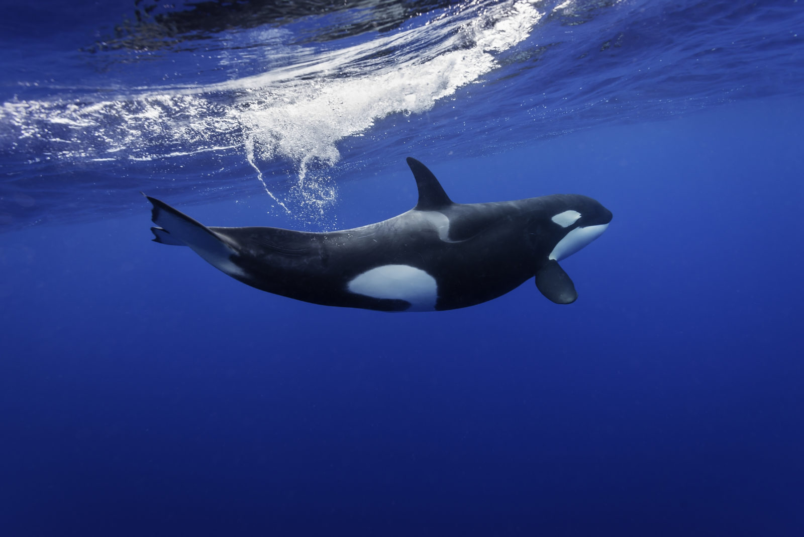 Killer whales swimming in the blue Pacific Ocean offshore from the North Island, New Zealand.