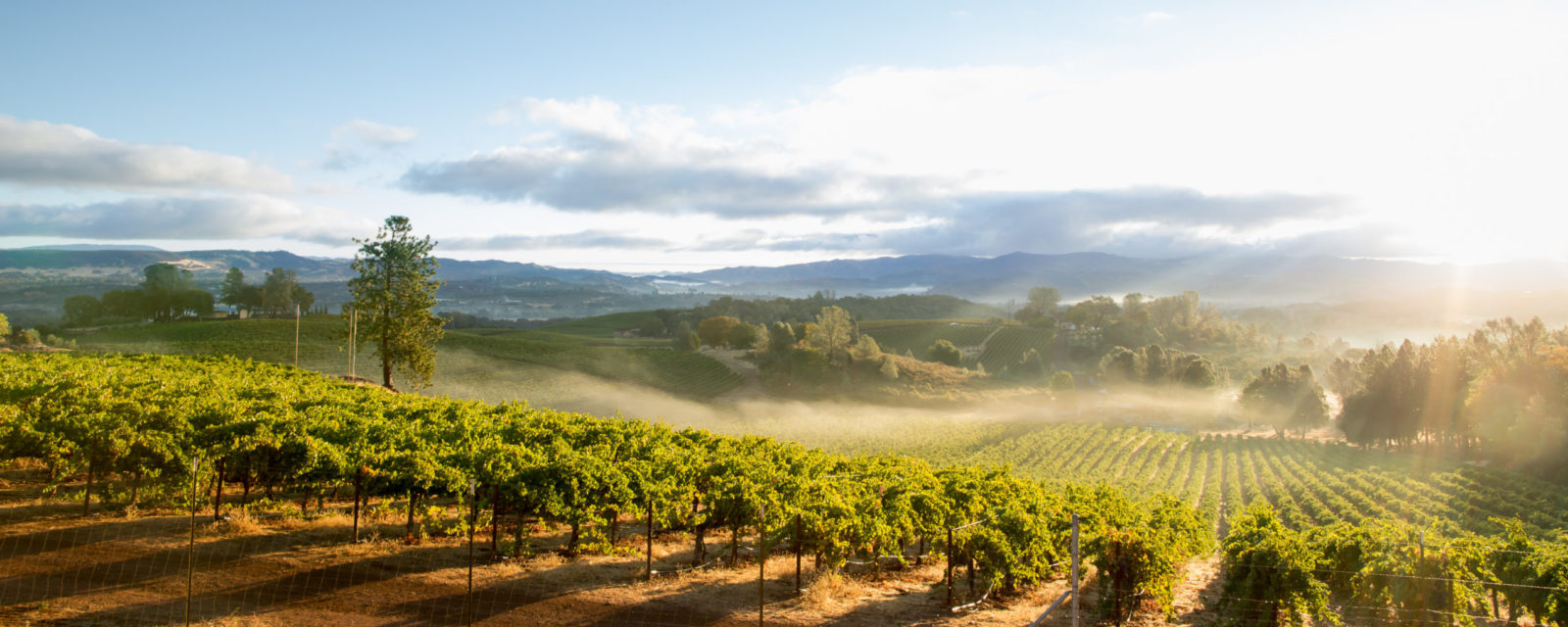 Sunrise Mist over California Vineyard Landscape