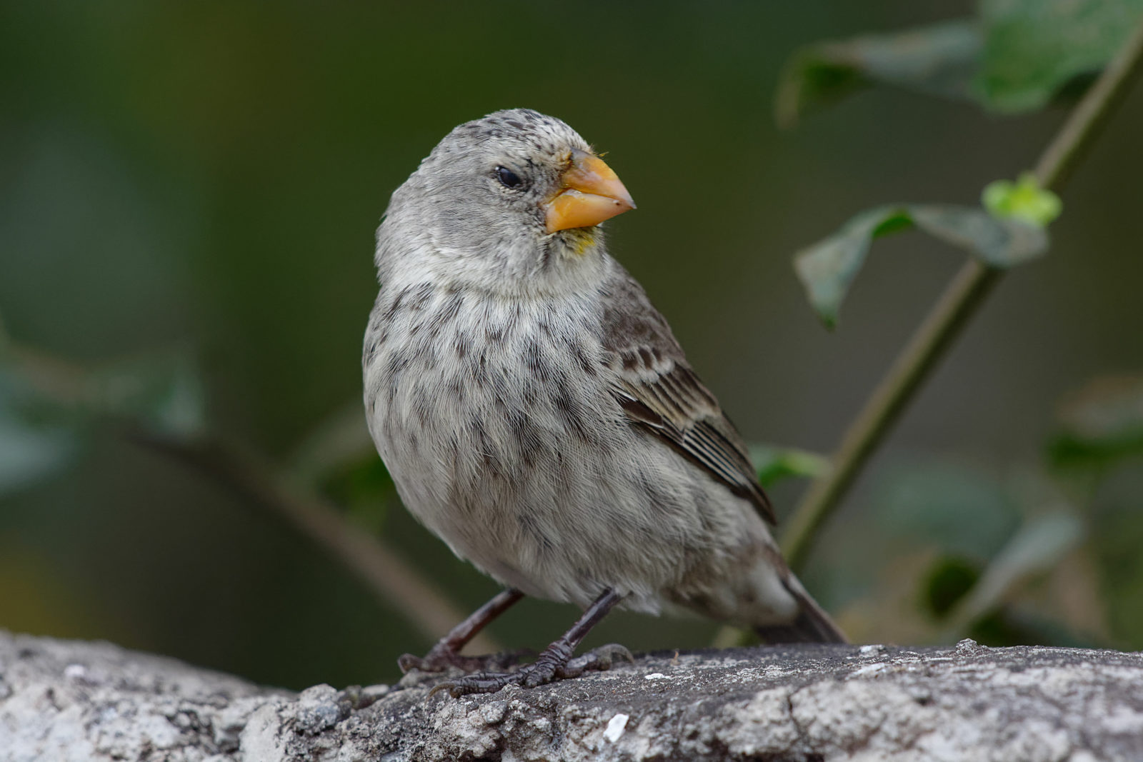 Female Large Ground Finch (Geospiza magnirostris) - Galapagos Islands, Ecuador