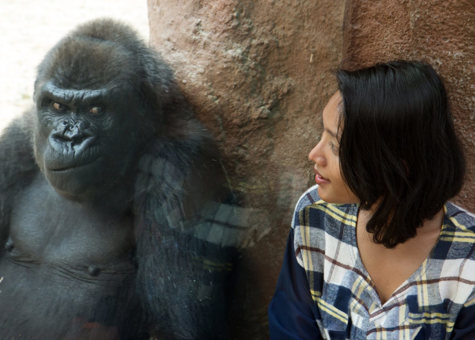 Gorilla and human at zoo