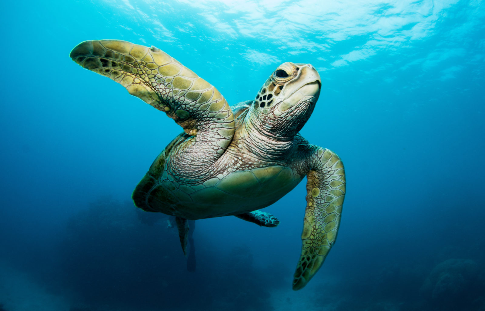 Swimming sea turtle in the ocean, photo taken under water at the Great Barrier Reef, Cairns, Queensland Australia