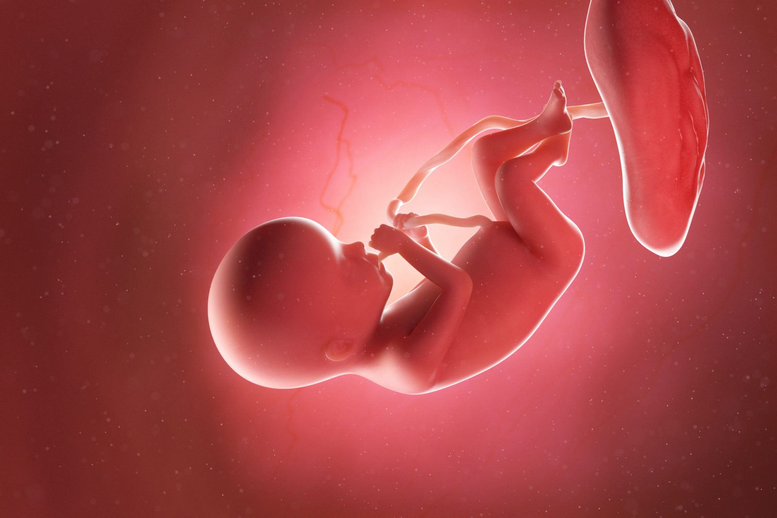 3d rendered medically accurate illustration of a fetus at week 20