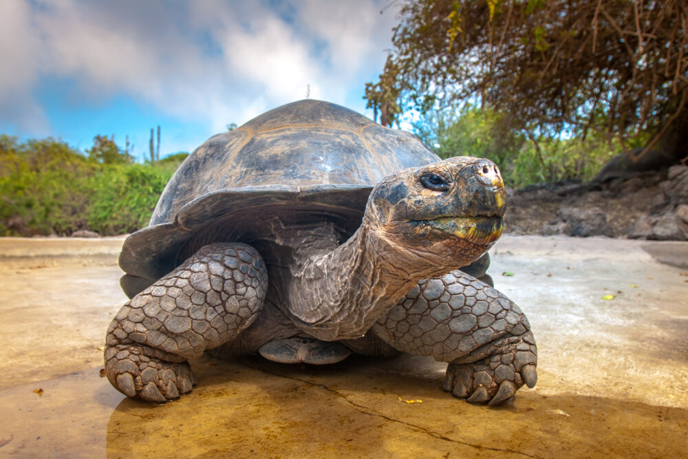 Galapagos Islands. Galapagos tortoise. Big turtle. Ecuador.